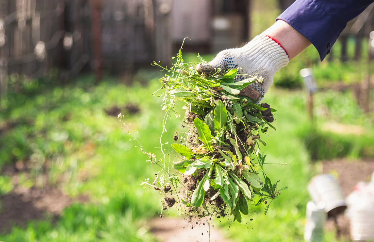 Lawn Care